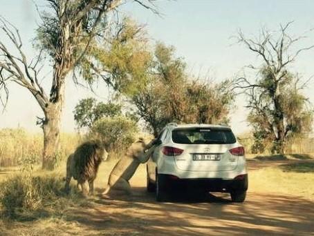Scene of lion attack in South Africa